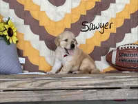 Sawyer, a male Golden Retriever for sale in Mattoon, IL – 2 of 3
