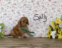 Sally, a female Miniature Golden Retriever for sale in Mattoon, IL – 3 of 3