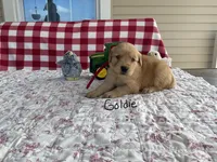Goldie, a female Golden Retriever for sale in Mattoon, IL – Photo 2 of 3