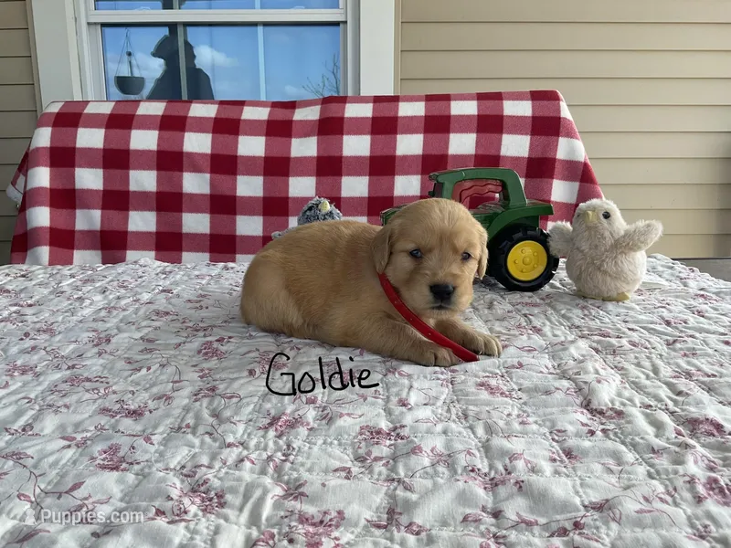 Goldie – Golden Retriever puppy for sale in Mattoon, IL