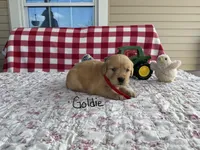 Goldie, a female Golden Retriever for sale in Mattoon, IL – Photo 1 of 3