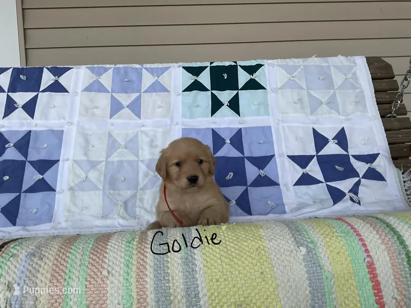 Goldie – Golden Retriever puppy for sale in Mattoon, IL