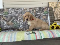 Goldie, a female Golden Retriever for sale in Mattoon, IL – Photo 3 of 3