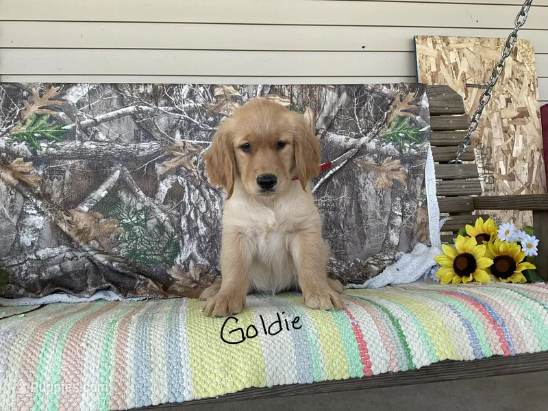 Goldie – Golden Retriever puppy for sale in Mattoon, IL