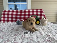 Goldie, a female Golden Retriever for sale in Mattoon, IL – Photo 3 of 3