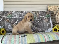 Goldie, a female Golden Retriever for sale in Mattoon, IL – Photo 2 of 3