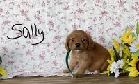 Sally, a female Miniature Golden Retriever for sale in Mattoon, IL – 2 of 3