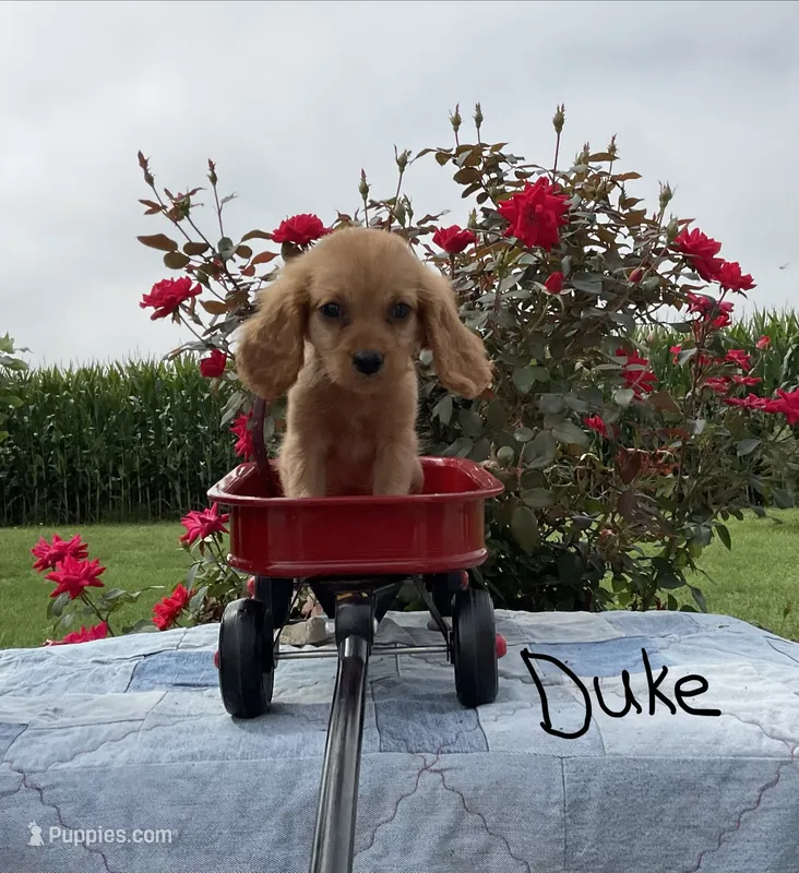 Duke – Miniature Golden Retriever puppy for sale in Mattoon, IL