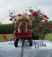 Duke, a male Miniature Golden Retriever for sale in Mattoon, IL – 1 of 6
