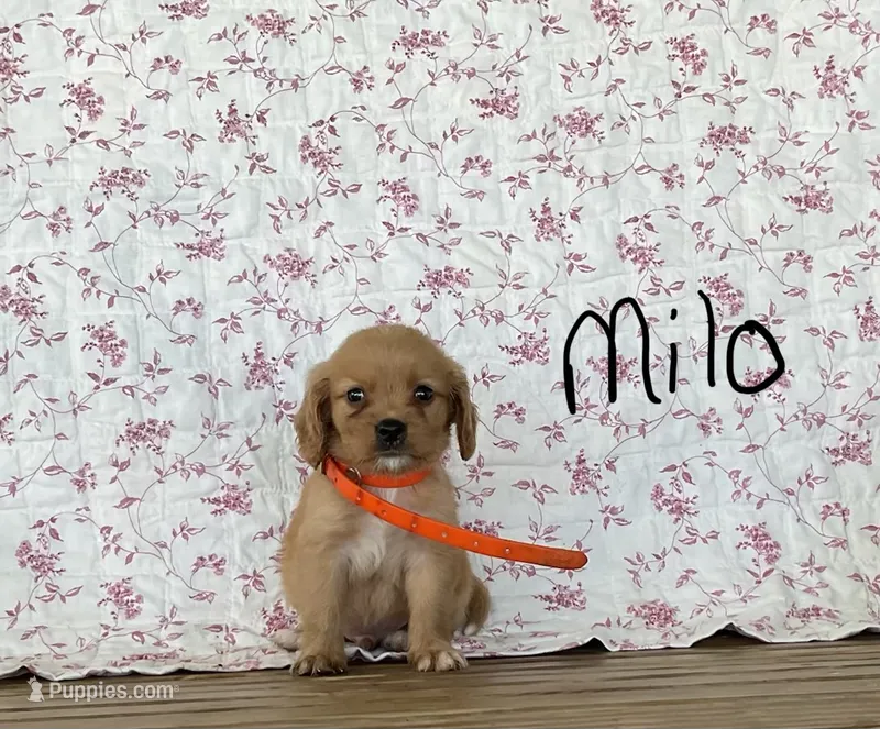 Milo – Miniature Golden Retriever puppy for sale in Mattoon, IL