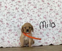 Milo, a male Miniature Golden Retriever for sale in Mattoon, IL – 1 of 3