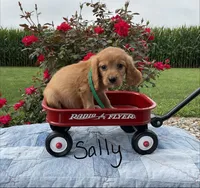 Sally, a female Miniature Golden Retriever for sale in Mattoon, IL – 3 of 6