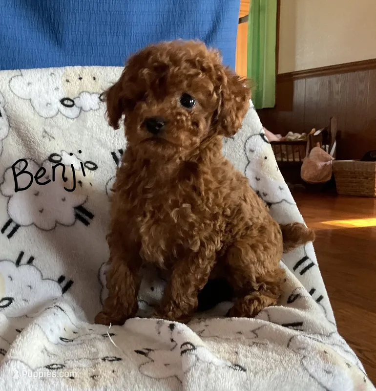 Benji – Poodle - Toy  puppy for sale in Mattoon, IL