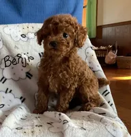 Benji, a male Poodle - Toy  for sale in Mattoon, IL – 1 of 6