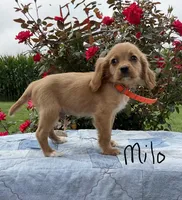 Milo, a male Miniature Golden Retriever for sale in Mattoon, IL – 2 of 6