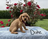 Duke, a male Miniature Golden Retriever for sale in Mattoon, IL – 3 of 6