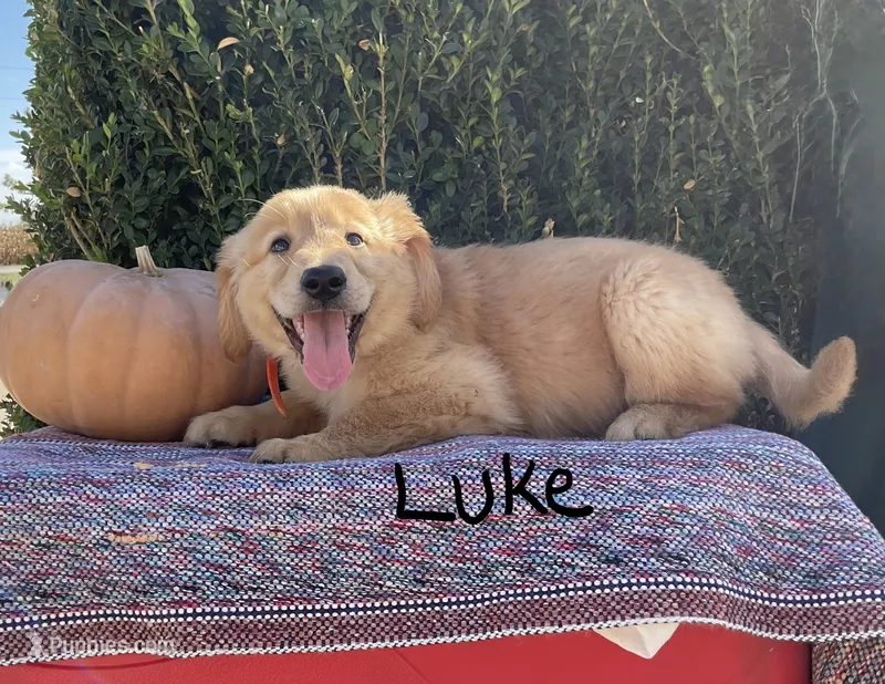 Luke – Golden Retriever puppy for sale in Mattoon, IL