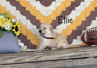 Ellie, a male Golden Retriever for sale in Mattoon, IL – 2 of 3
