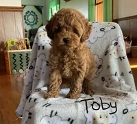Toby, a male Poodle - Toy  for sale in Mattoon, IL – 2 of 6