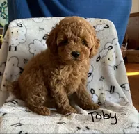 Toby, a male Poodle - Toy  for sale in Mattoon, IL – 3 of 6