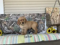 Amber, a female Golden Retriever for sale in Mattoon, IL – Photo 2 of 3
