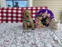 Amber, a female Golden Retriever for sale in Mattoon, IL – Photo 3 of 3