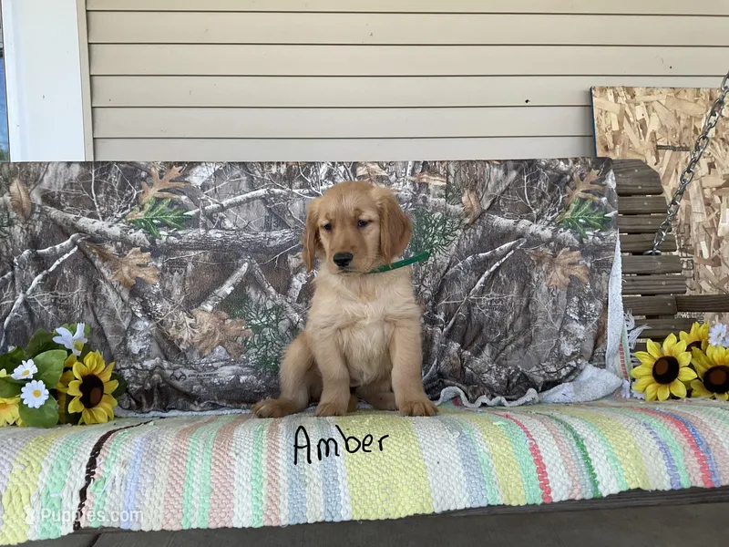 Amber – Golden Retriever puppy for sale in Mattoon, IL