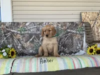 Amber, a female Golden Retriever for sale in Mattoon, IL – Photo 1 of 3