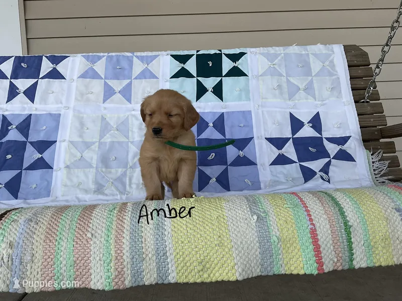Amber – Golden Retriever puppy for sale in Mattoon, IL