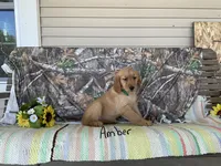 Amber, a female Golden Retriever for sale in Mattoon, IL – Photo 3 of 3