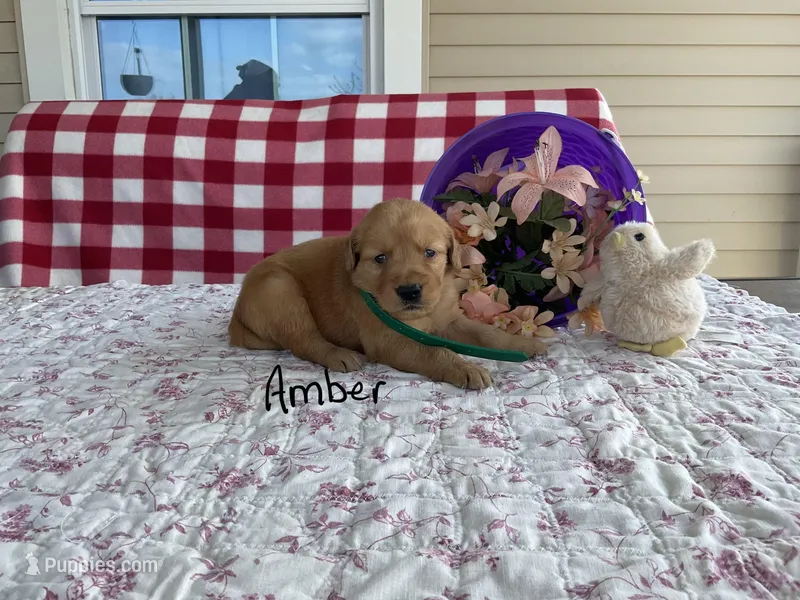 Amber – Golden Retriever puppy for sale in Mattoon, IL