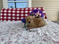 Amber, a female Golden Retriever for sale in Mattoon, IL – Photo 2 of 3