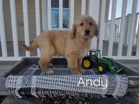 Andy, a male Golden Retriever for sale in Mattoon, IL – Photo 2 of 2