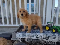 Andy, a male Golden Retriever for sale in Mattoon, IL – Photo 1 of 2