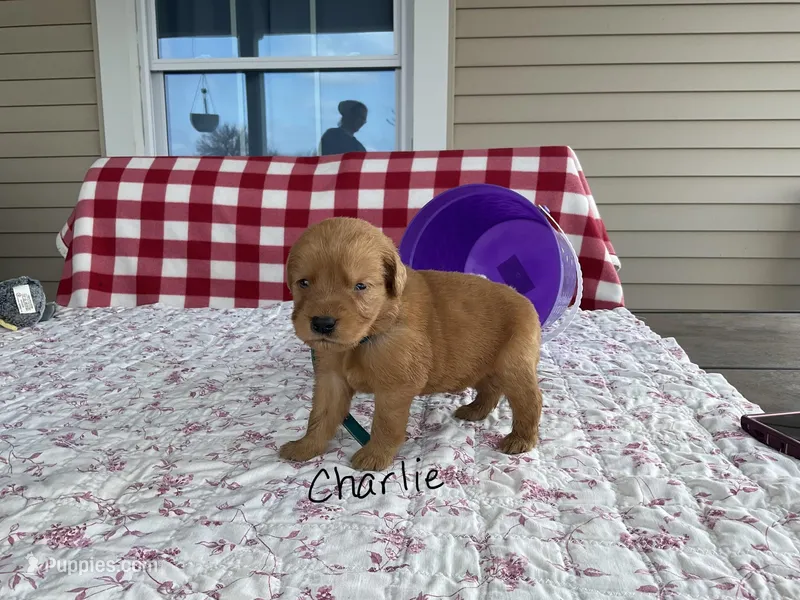 Charlie – Golden Retriever puppy for sale in Mattoon, IL