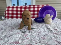 Charlie, a male Golden Retriever for sale in Mattoon, IL – Photo 3 of 3
