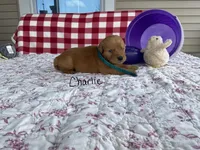 Charlie, a male Golden Retriever for sale in Mattoon, IL – Photo 2 of 3