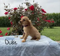 Duke, a male Miniature Golden Retriever for sale in Mattoon, IL – 2 of 6