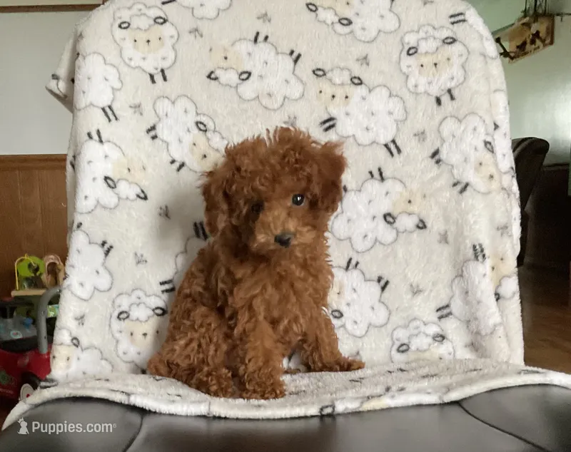 Benji – Poodle - Toy  puppy for sale in Mattoon, IL