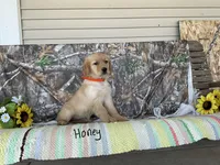 Honey, a female Golden Retriever for sale in Mattoon, IL – Photo 2 of 3