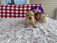 Honey, a female Golden Retriever for sale in Mattoon, IL – Photo 3 of 3