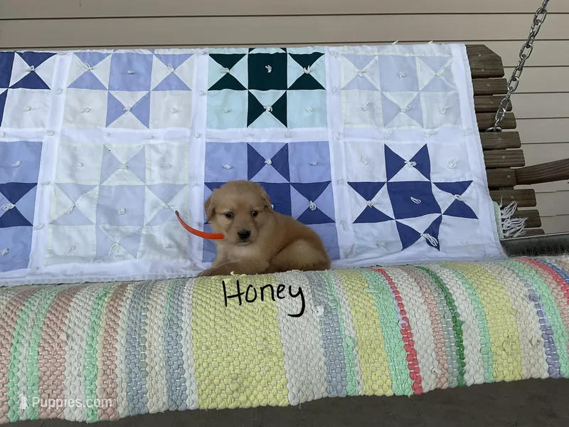 Honey – Golden Retriever puppy for sale in Mattoon, IL
