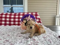 Honey, a female Golden Retriever for sale in Mattoon, IL – Photo 1 of 3