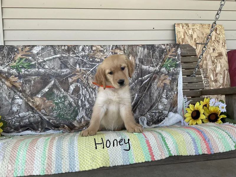 Honey – Golden Retriever puppy for sale in Mattoon, IL
