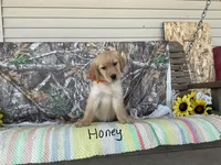 Honey, a female Golden Retriever for sale in Mattoon, IL – Photo 1 of 3
