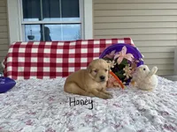 Honey, a female Golden Retriever for sale in Mattoon, IL – Photo 2 of 3