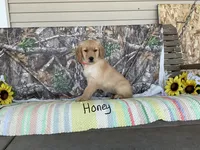 Honey, a female Golden Retriever for sale in Mattoon, IL – Photo 3 of 3