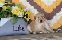 Luke, a male Golden Retriever for sale in Mattoon, IL – 1 of 3