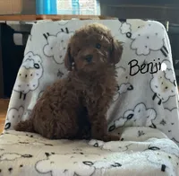 Benji, a male Poodle - Toy  for sale in Mattoon, IL – 3 of 6