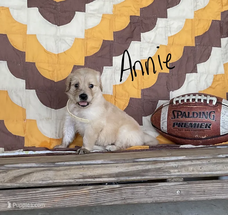 Annie – Golden Retriever puppy for sale in Mattoon, IL